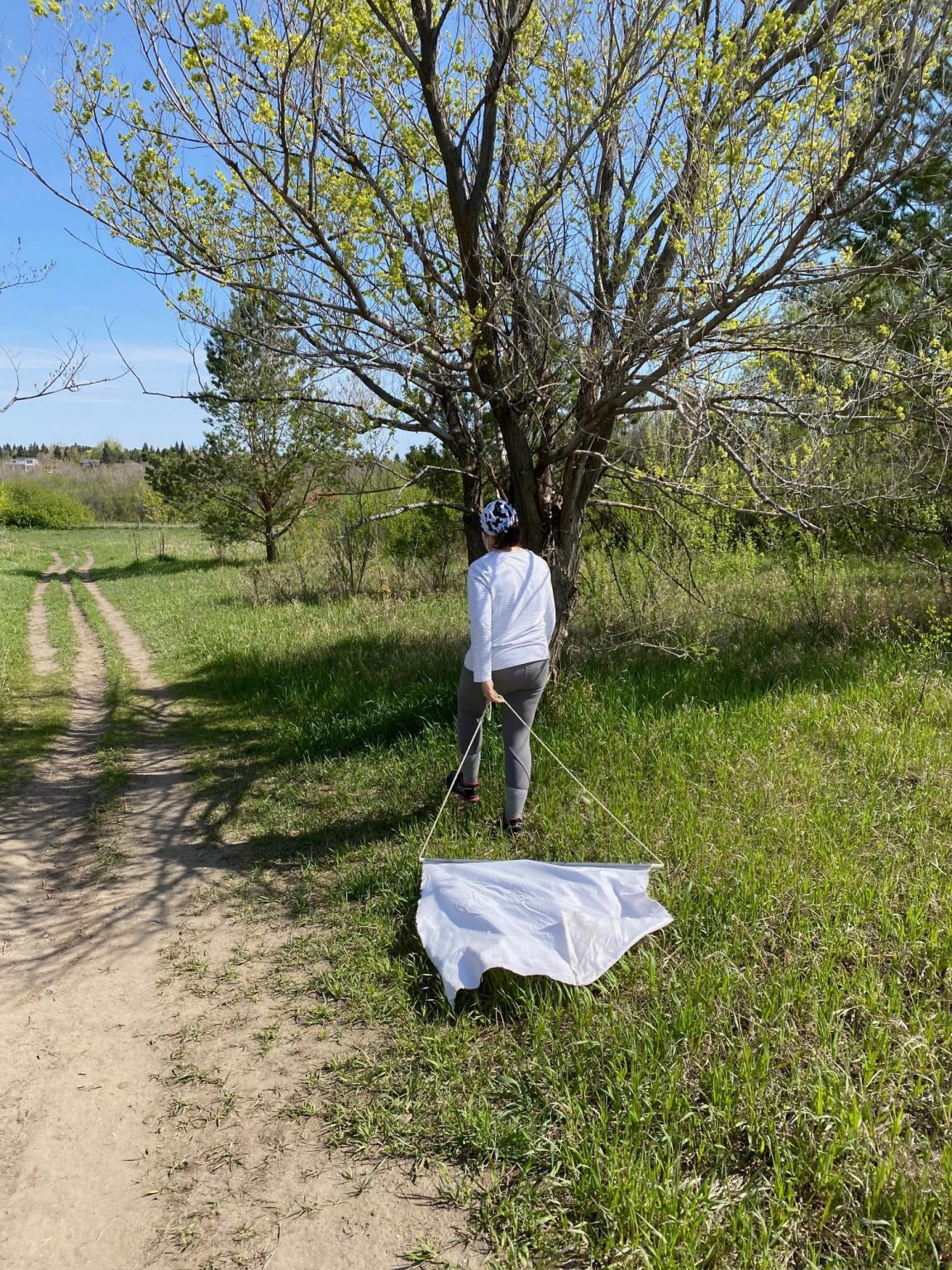 Saskatchewan sees increase in ticks that can carry Lyme disease 980 CJME